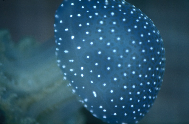 Spotted Jellyfish, sub-adult jellyfish
