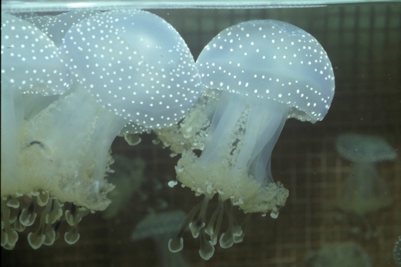 Spotted Jellyfish, sub-adult jellyfish