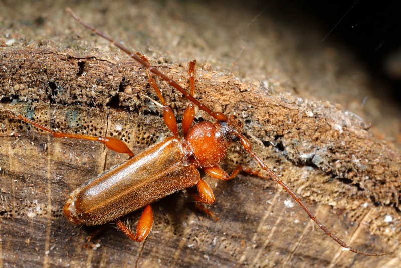 Veranderlijke boktor, Phymatodes testaceus