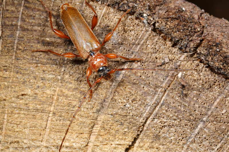 Veranderlijke boktor, Phymatodes testaceus