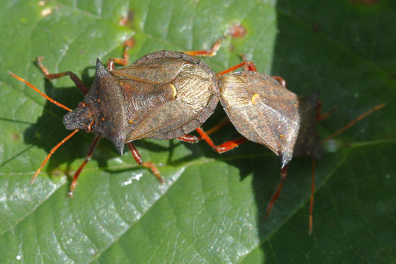 Picromerus bidens, Tweetandschildwants