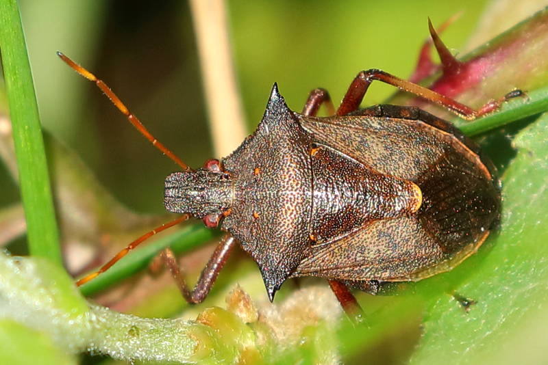 Picromerus bidens, Tweetandschildwants