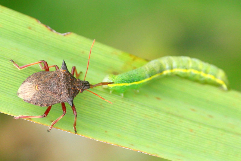 Picromerus bidens, Tweetandschildwants