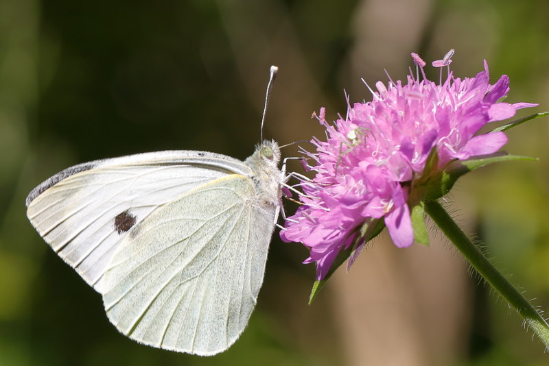 Groot koolwitje, Pieris brassicae (FR)