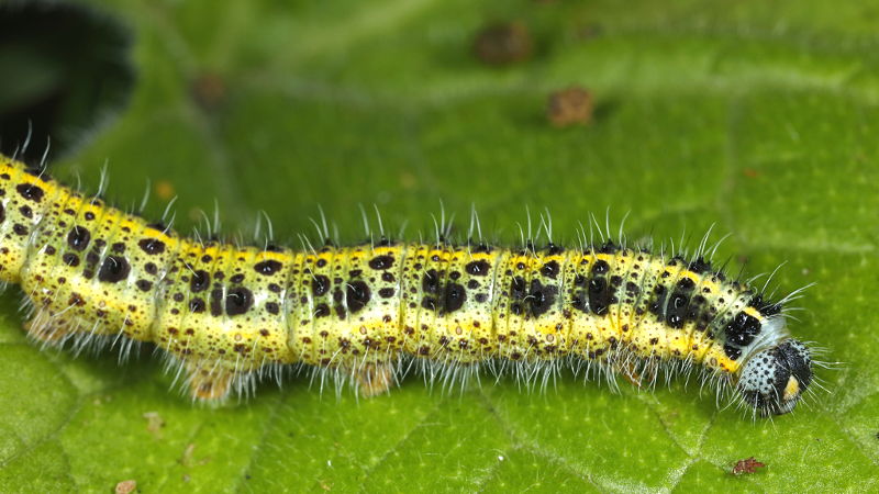 Groot koolwitje, Pieris brassicae, rups (NL)