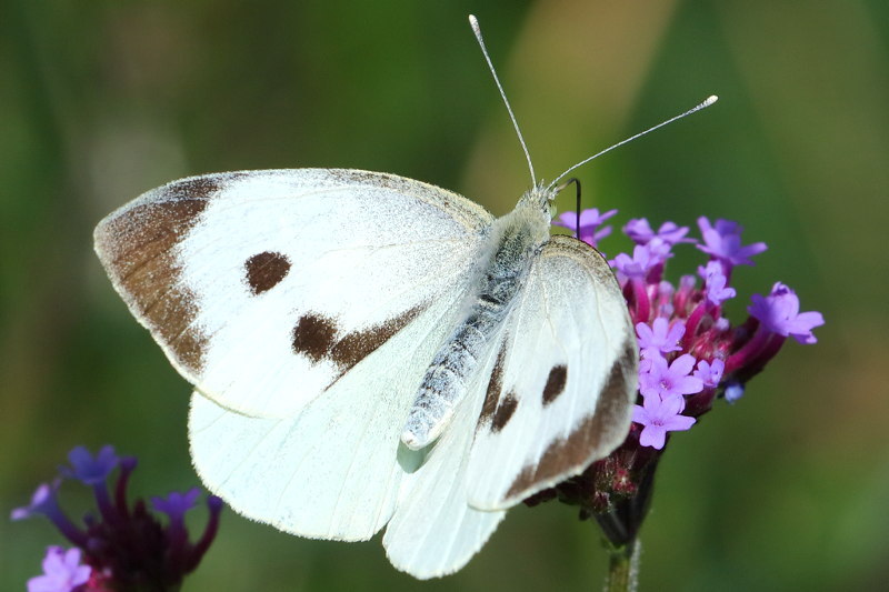 Groot koolwitje, Pieris brassicae (NL)
