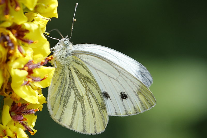 Klein geaderd witje, Pieris napi (NL)