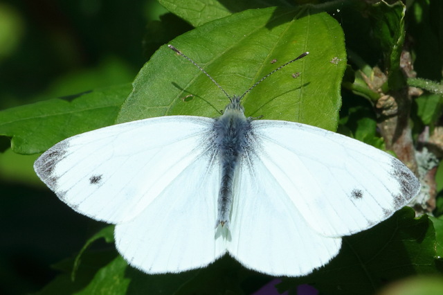 Klein geaderd witje, Pieris napi (NL)