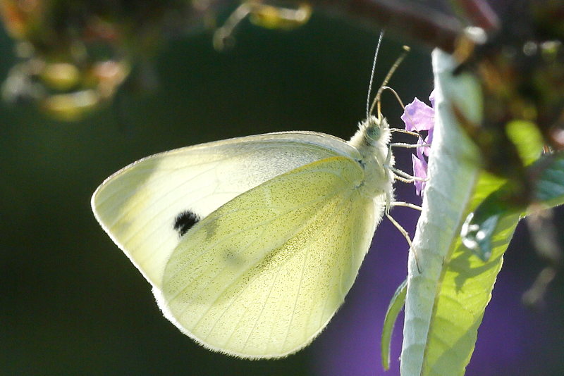 Klein koolwitje, Pieris rapae (NL)