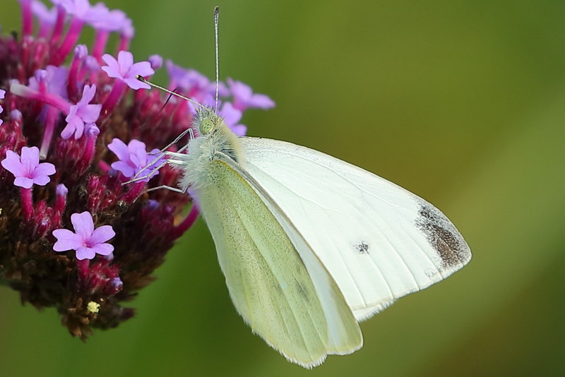 Klein koolwitje, Pieris rapae (NL)