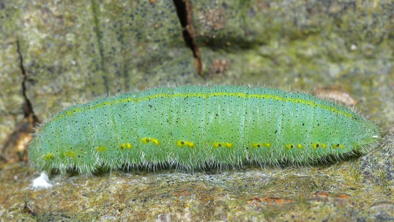 Klein koolwitje, Pieris rapae, rups (NL)