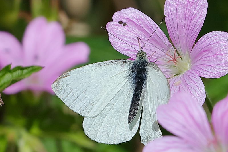 Klein koolwitje, Pieris rapae (NL)