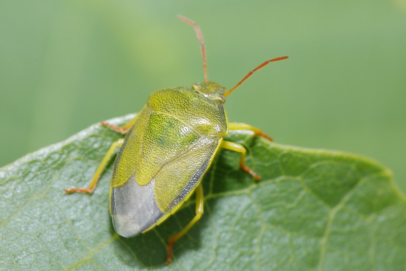 Piezodorus lituratus, Bremschildwants