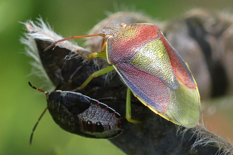 Piezodorus lituratus, Bremschildwants