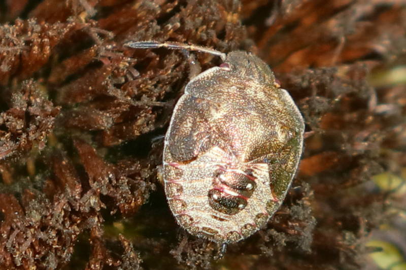 Piezodorus lituratus, Bremschildwants, juveniel