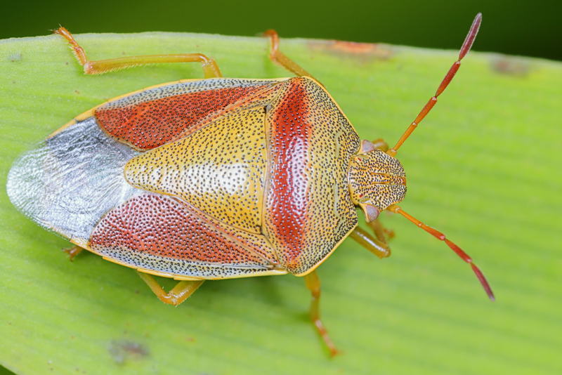 Piezodorus lituratus, Bremschildwants