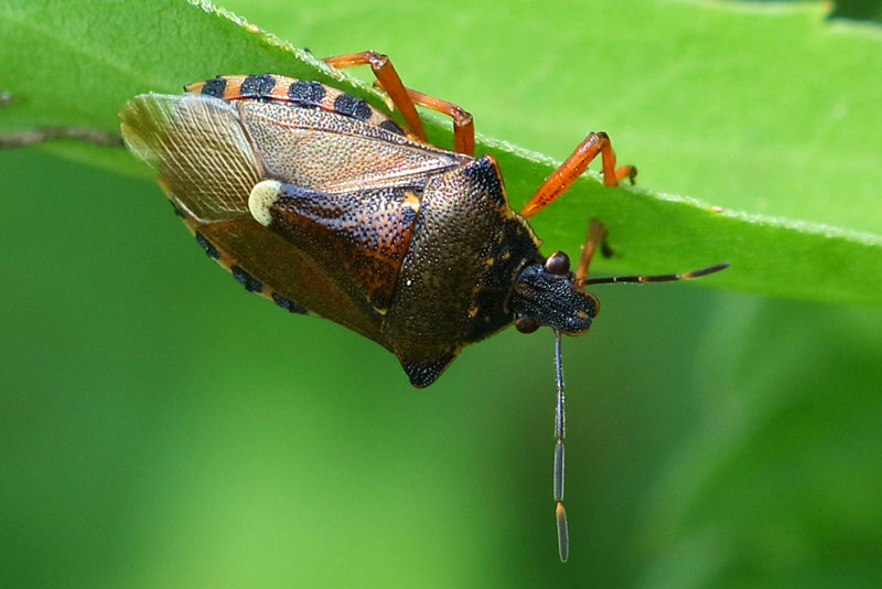 Pinthaeus sanguinipes, Bloedpootschildwants