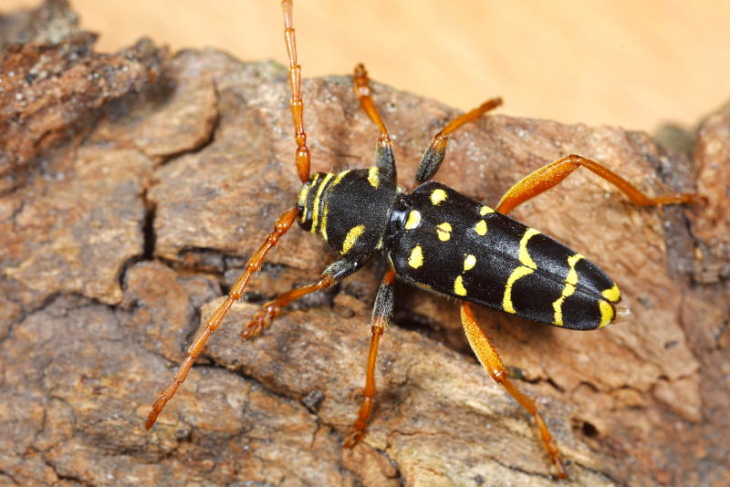 Grote wespenboktor, Plagionotus arcuatus