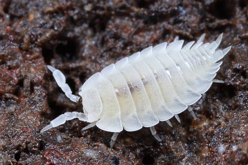 Ant Woodlouse, Platyarthrus hoffmannseggii
