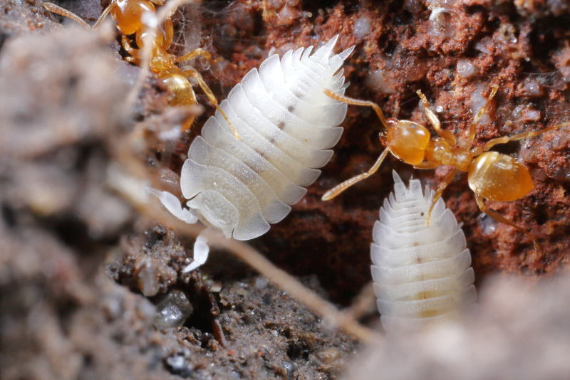 Ant Woodlouse, Platyarthrus hoffmannseggii