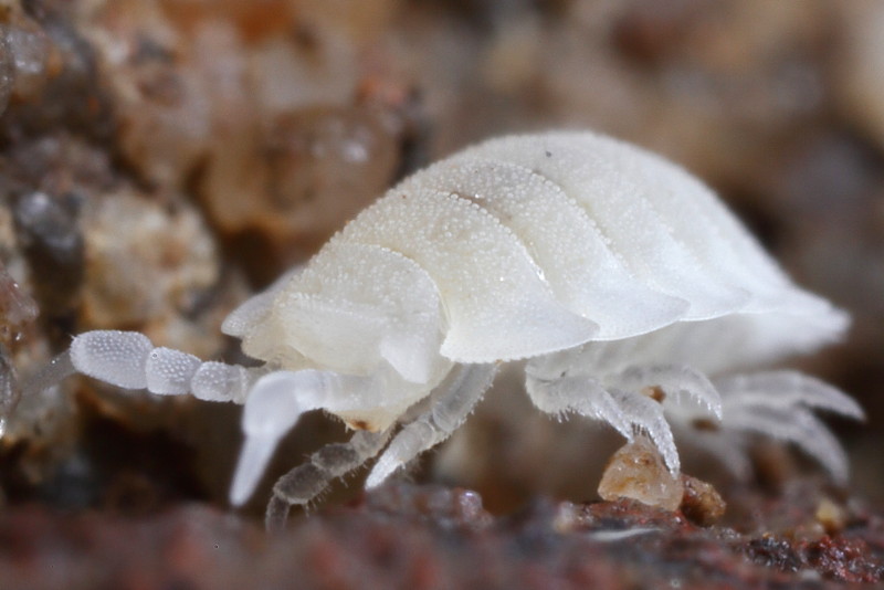 Ant Woodlouse, Platyarthrus hoffmannseggii