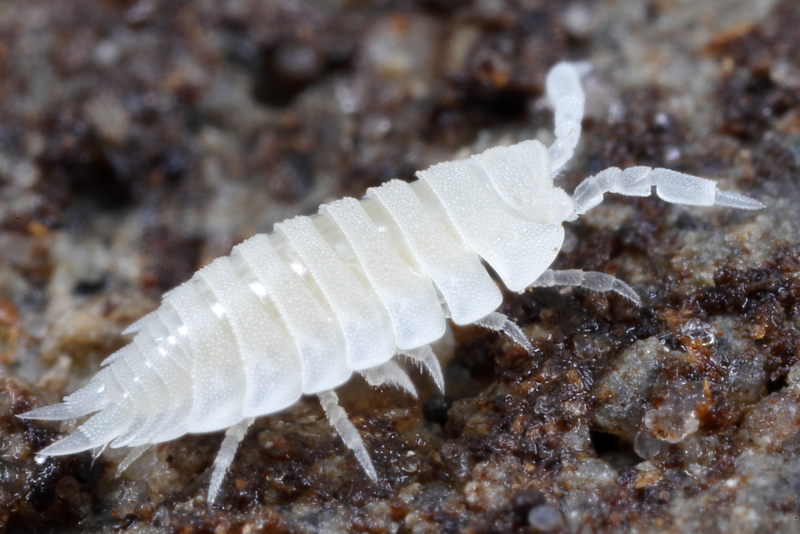 Ant Woodlouse, Platyarthrus hoffmannseggii