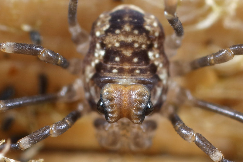 Platybunus pinetorum juvenile