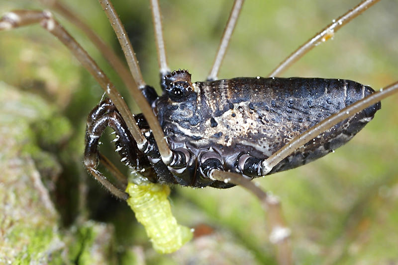 Platybunus pinetorum ♂, eats a small Caterpillar