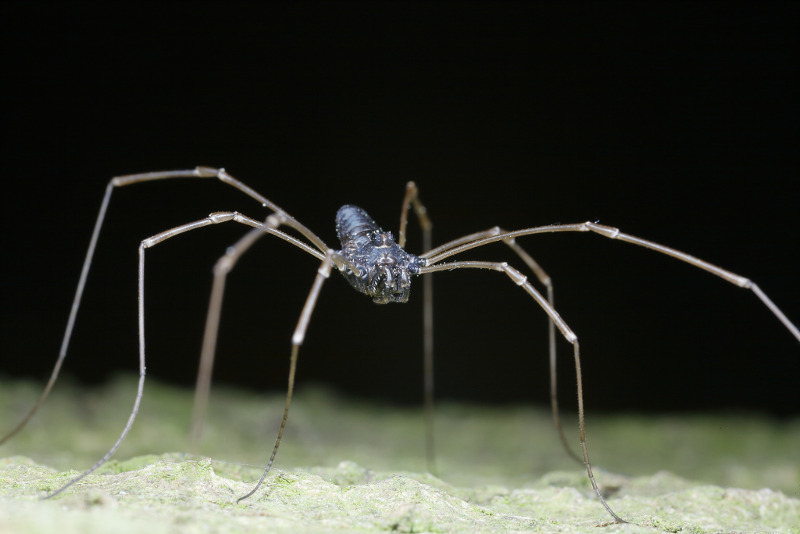 Platybunus pinetorum ♂