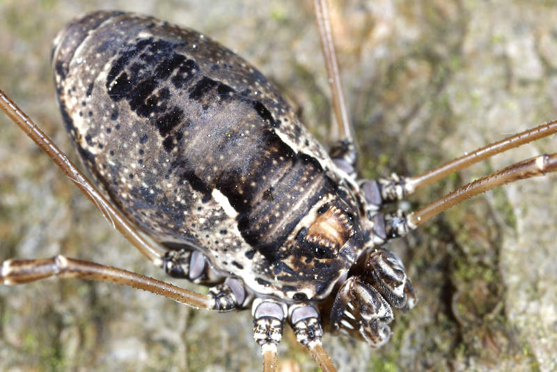 Platybunus pinetorum ♀