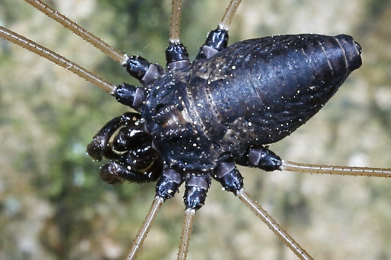 Platybunus pinetorum ♂