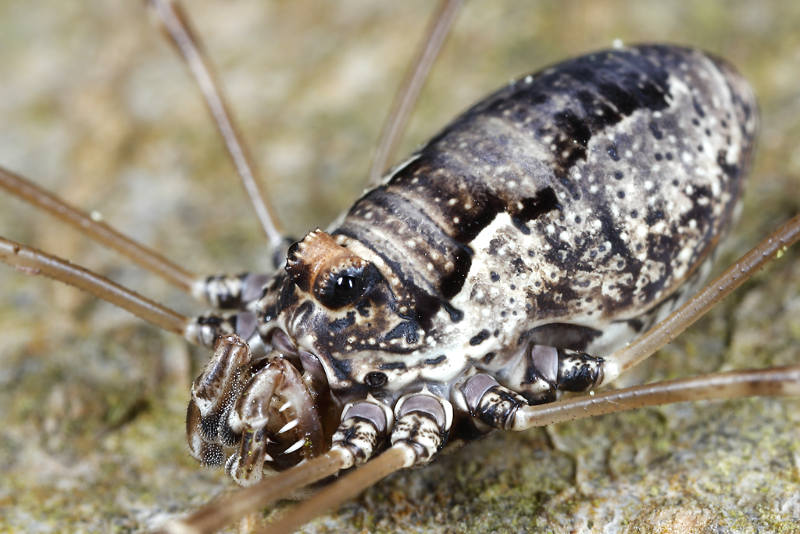 Platybunus pinetorum ♀