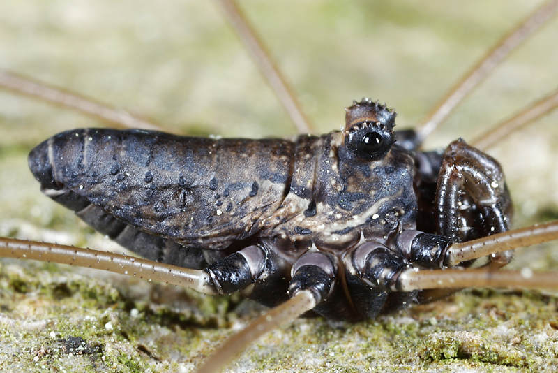 Platybunus pinetorum ♂