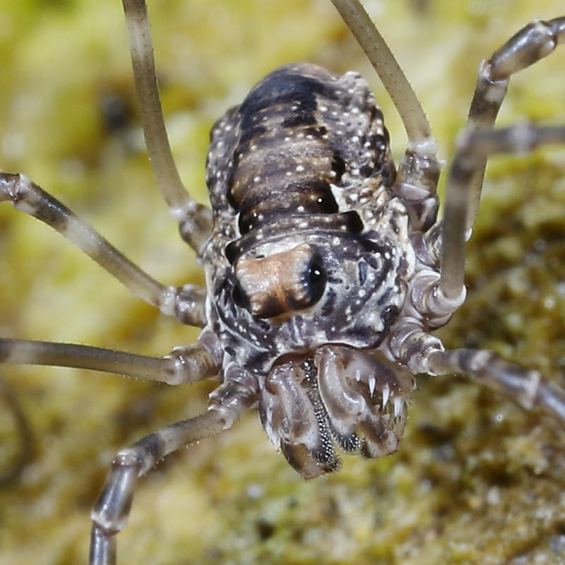 Platybunus pinetorum ♀