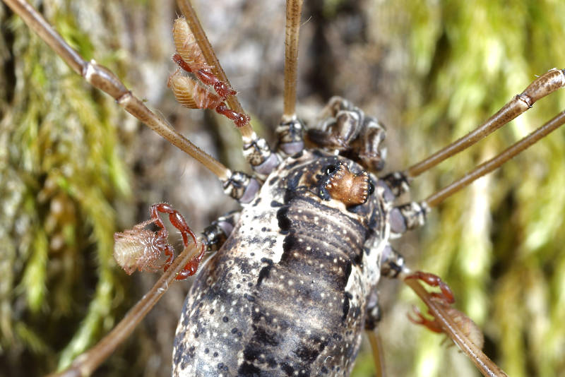 Platybunus pinetorum with Pseudoschorpions