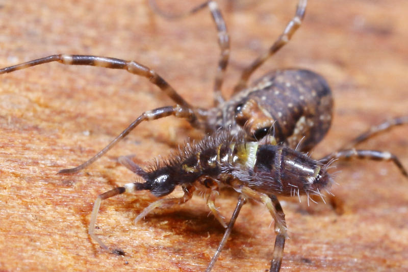 springtail and Platybunus pinetorum juvenile