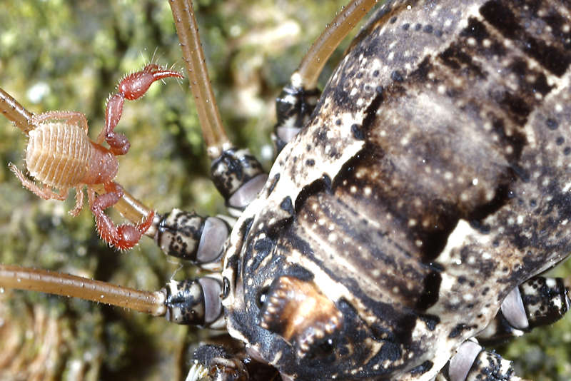 Platybunus pinetorum with Pseudoschorpion