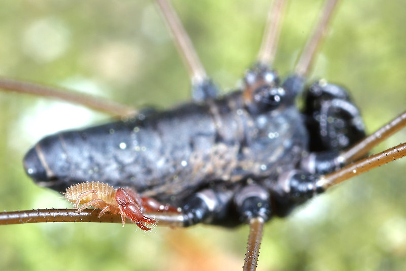Platybunus pinetorum with Pseudoschorpion