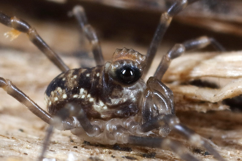 Platybunus pinetorum juvenile