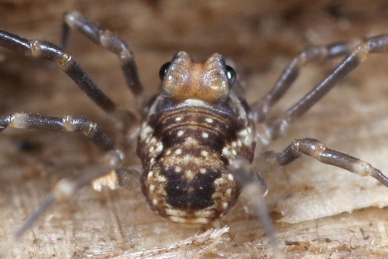 Platybunus pinetorum juvenile