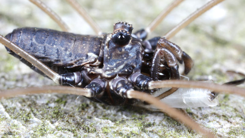 Platybunus pinetorum ♂