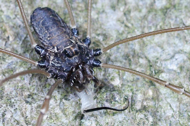 Platybunus pinetorum ♂