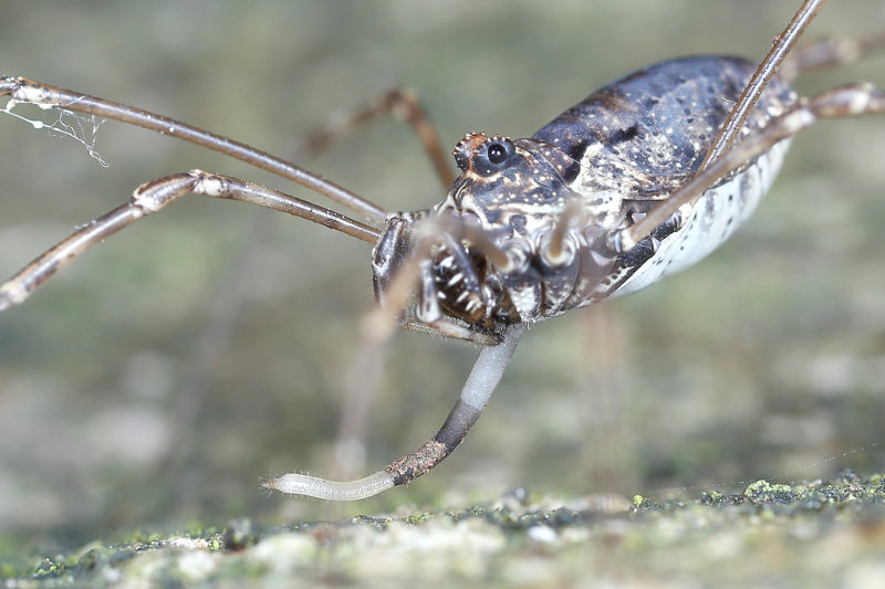 Platybunus, legboor zichtbaar