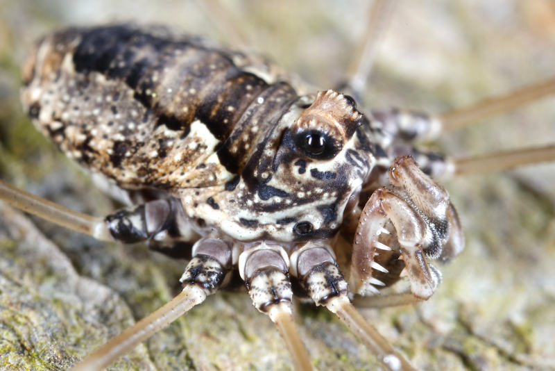 Platybunus pinetorum ♀