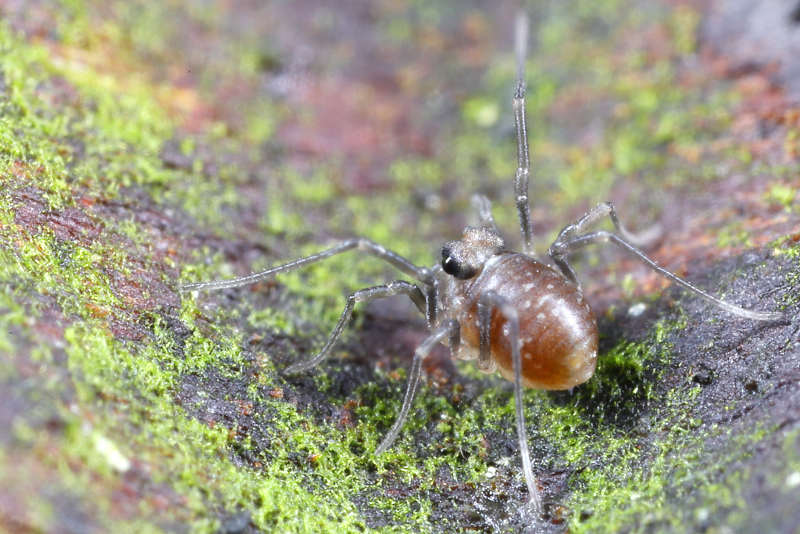 Platybunus pinetorum juvenile