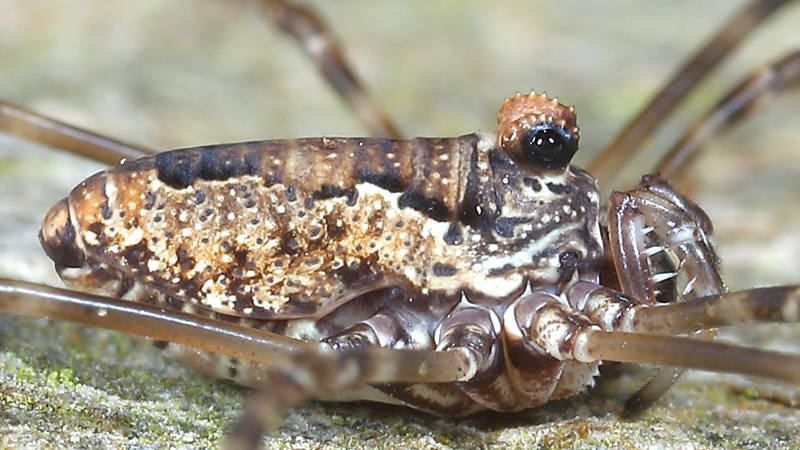 Platybunus pinetorum juvenile