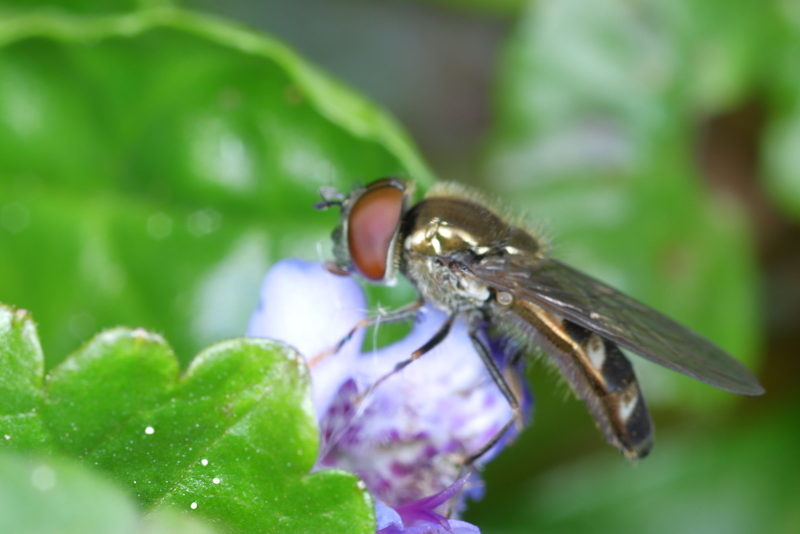 Platycheirus albimanus, Micaplatvoetje