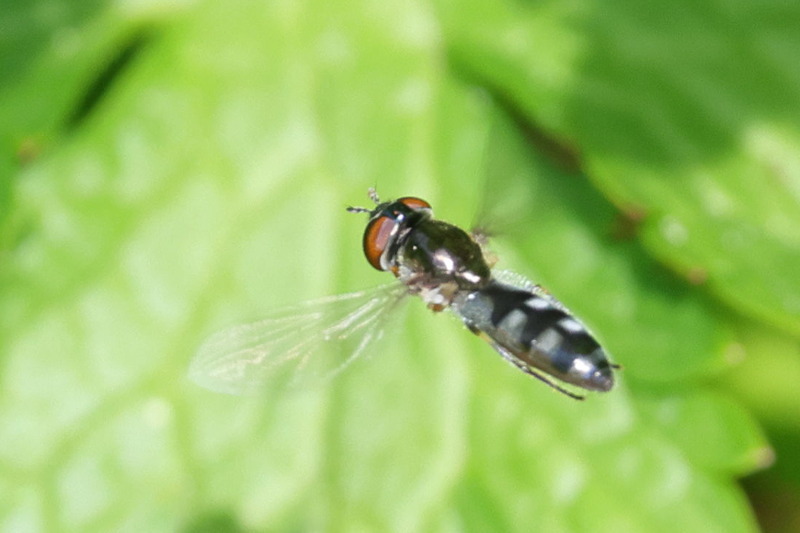 Platycheirus albimanus, Micaplatvoetje