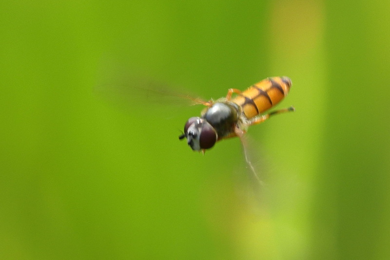 Platycheirus fulviventris, Geel platvoetje ♀