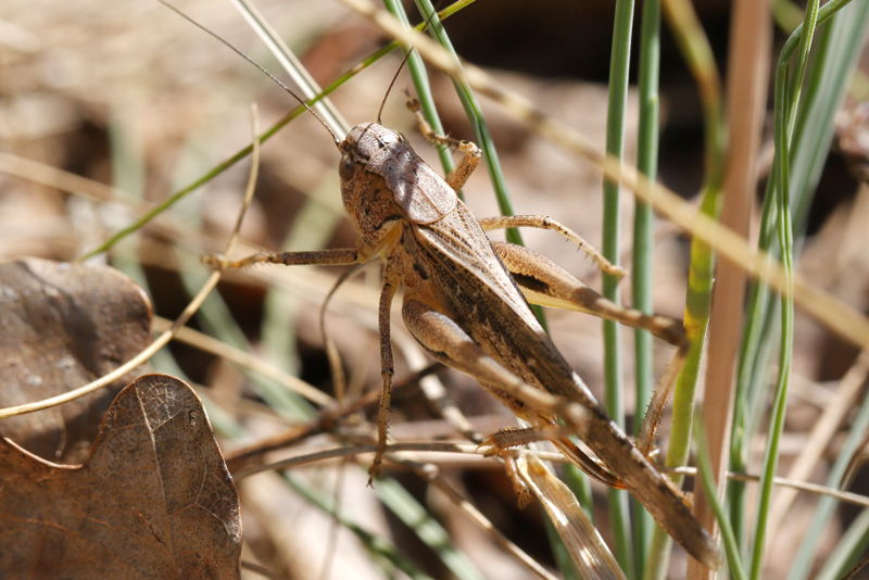 Duinsabelsprinkhaan, Platycleis albopunctata